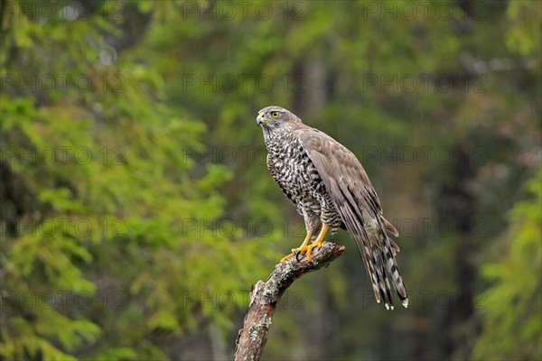 Northern goshawk (Accipiter gentilis)