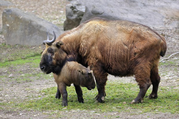 Mishmi Takin (Budorcas taxicolor taxicolor)