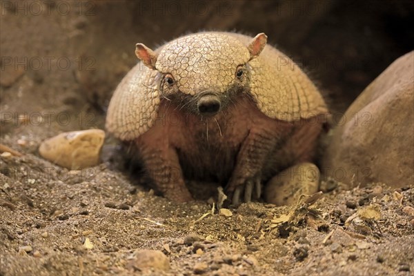 Big hairy armadillo (Chaetophractus villosus)