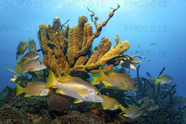 Schoolmaster snapper (Lutjanus apodus)