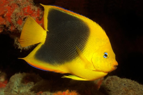 Rock beauty (Holacanthus tricolor)