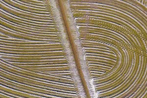 Detail of a flooded rice field in May