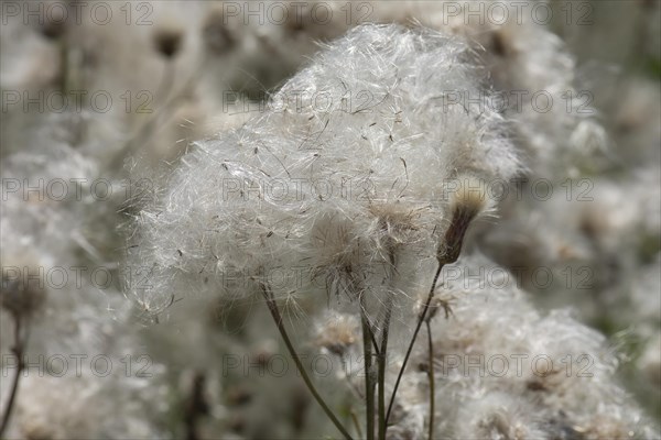 Sclerophyllous thistle (Cirsium arvense) Bavaria