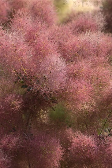 Flowering wig shrub (Cotinus coggygria)