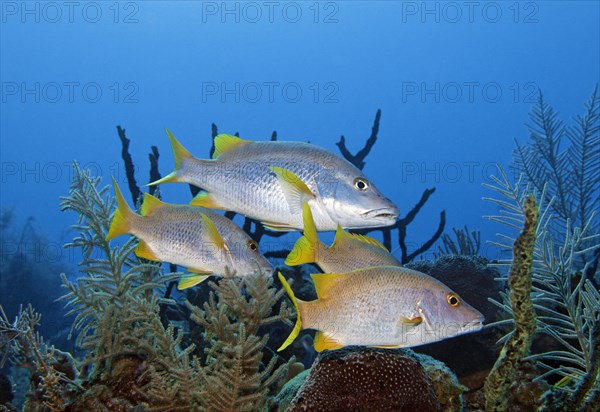 Small school of schoolmaster snapper (Lutjanus apodus)