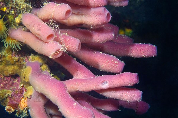 Pink cylinder sponge (Haliclona mediterranea)