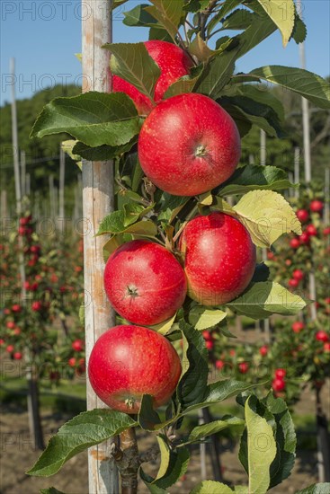 Apple plantation of Discovery apples in Oesterlen fruit district