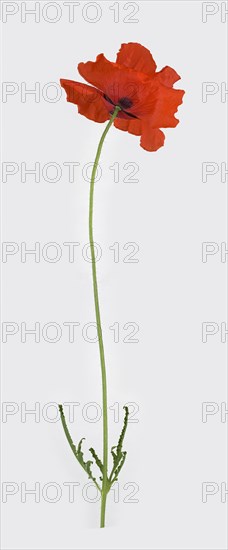 Poppy flowers (Papaver rhoeas)