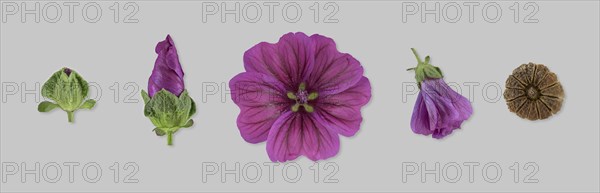 Moroccan wild mallow (Malva sylvestris subsp. subacaulis)