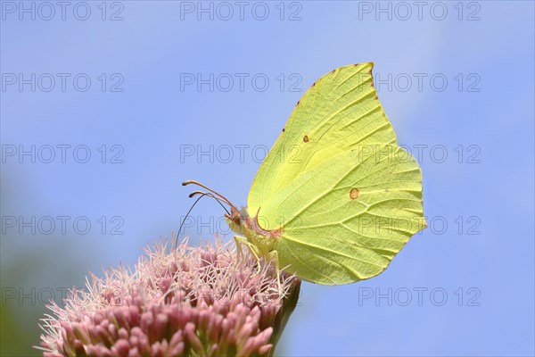 Brimstone (Gonepteryx rhamni)