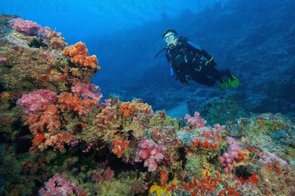 Diver looking at Soft corals (Alcyonacea) at the bottom of current channel