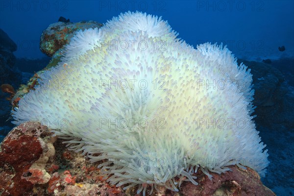 Magnificent sea anemone (Heteractis magnifica)