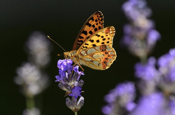 Queen of Spain fritillary (Issoria lathonia) on a lavender flower
