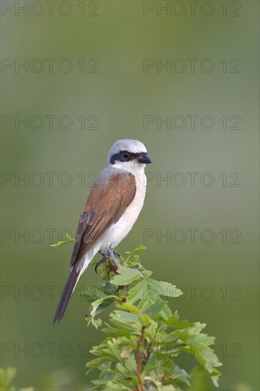 Red-backed Shrike (Canius collurio) male on perch