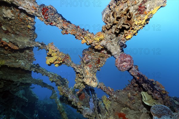 Various sponges encrusting frames over engine room