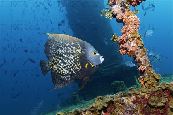 French Angelfish (Pomacanthus paru) swimming around shipwreck