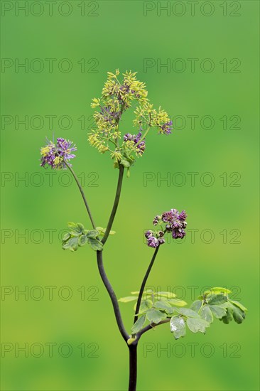 Columbine greater meadow rue (Thalictrum aquilegiifolium)