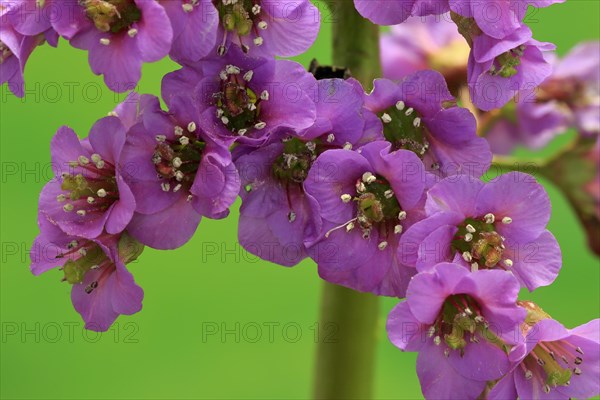 Bergenia