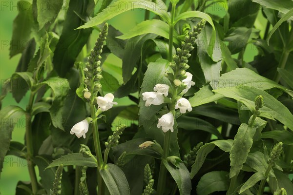 Obedience (Physostegia virginiana)