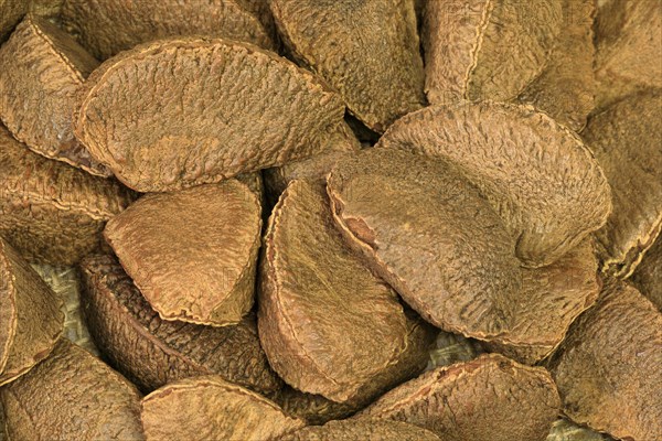 Brazil nut (Bertholletia excelsa)