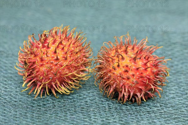 Rambutan (Nephelium lappaceum)