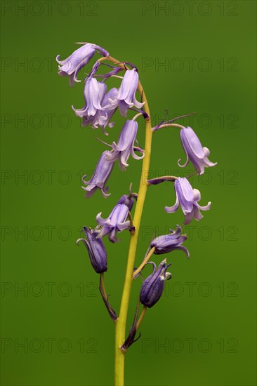 Spanish bluebell (Hyacinthoides hispanica)