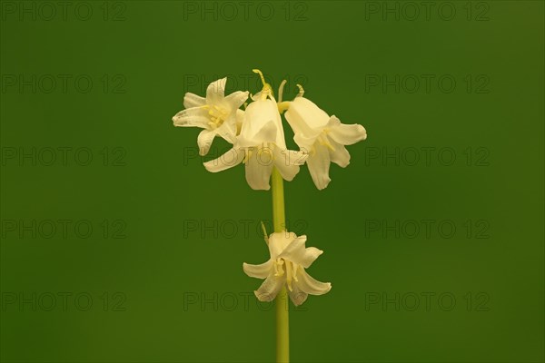 Spanish bluebell (Hyacinthoides hispanica)