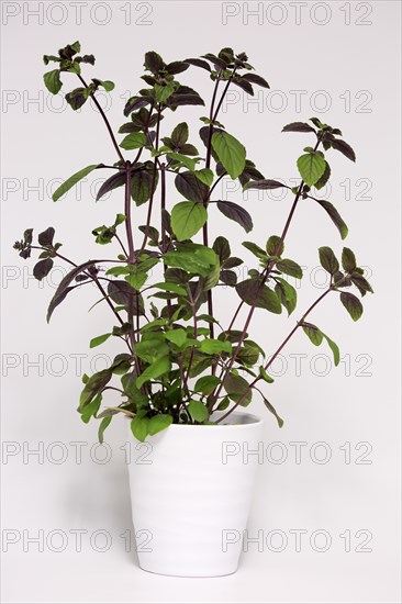 Shrub Basil (Ocimum basilicum) Magic Blue (Magic Blue)