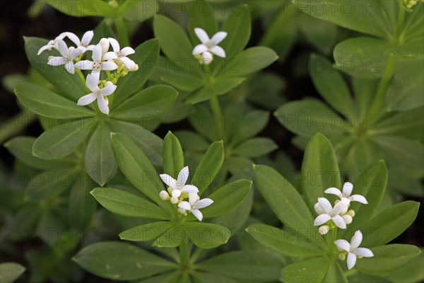 Woodruff (Asperula odorata)