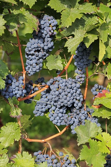 Grape vine (Vitis vinifera)