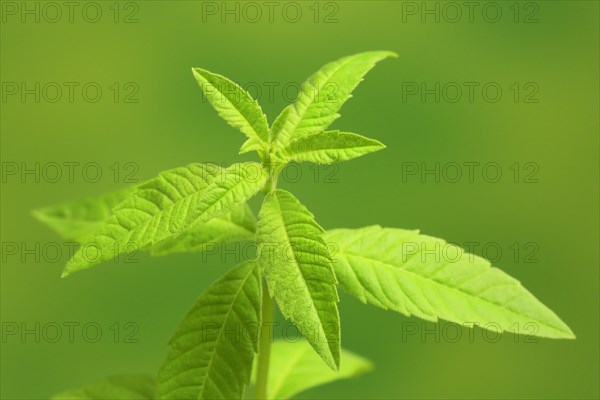 Lemon verbena (Aloysia triphylla)