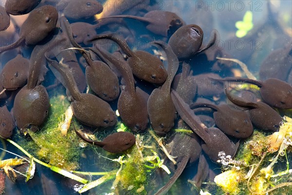 Common toad (Bufo bufo)