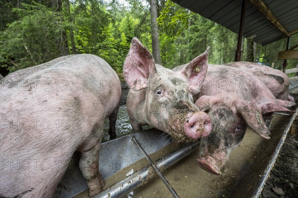 Domestic Pigs (Sus scrofa domesticus) at a trough in an outdoor enclosure