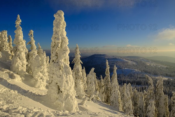 Sunset with snow-covered spruces