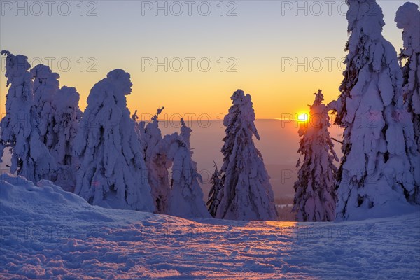 Sunset with snow-covered spruces