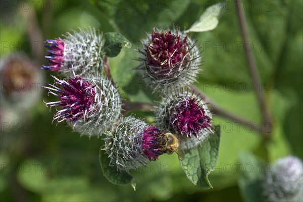 Downy burdock (Arctium tomentosum) with Bee (Apis)