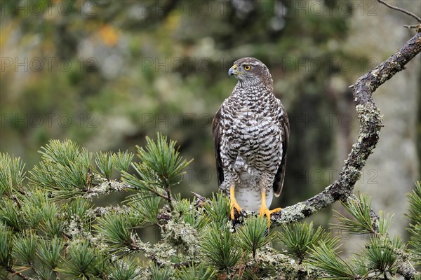 Northern goshawk (Accipiter gentilis)