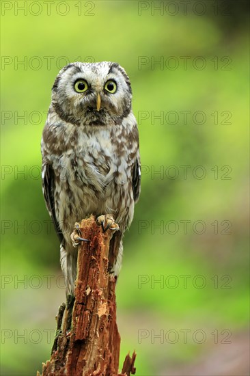 Tengmalm's owl (Aegolius funereus)