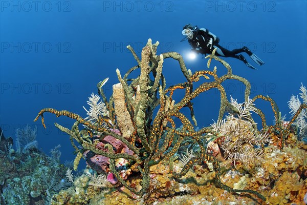 Diver looking at coral reef with various Sponge (Porifera)