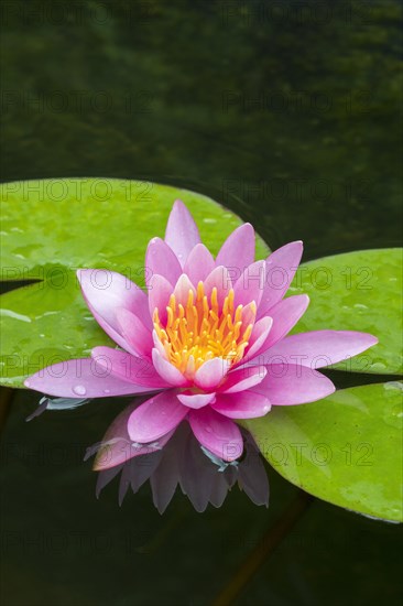 Pink water lily (Nymphaea Pink)