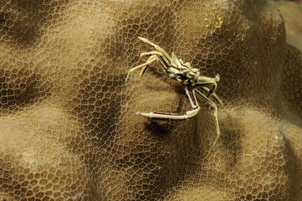 Spider crab (Hyastenus uncifer)