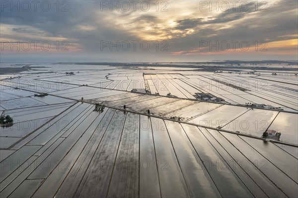 Flooded rice fields in May at daybreak