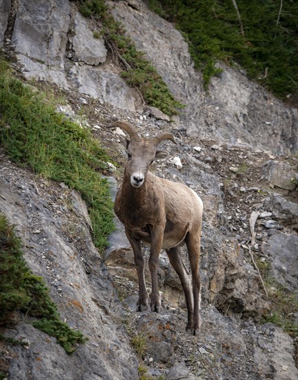 Bighorn sheep (Ovis canadensis) on a rock face