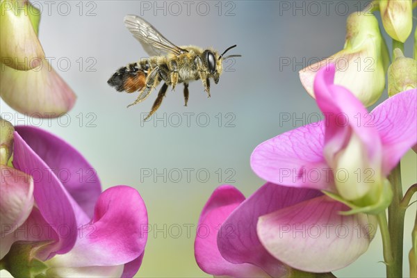 Large Willughby's Leafcutter (Megachile willughbiella) in flight at the flower of broad-leaved vetchling (Lathyrus latifolius)