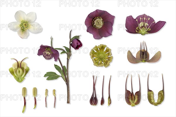 Oriental hellebore (Helleborus orientalis) Barnhaven hybrid (Helleborus x hybridus)