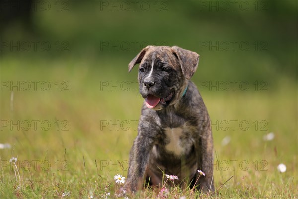 Cane Corso Boxer mix Domestic dog (Canis lupus familiaris)