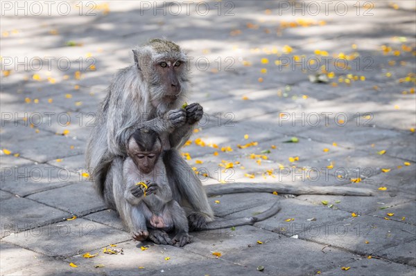 Crab eating macaque (Macaca fascicularis) or Javan monkey