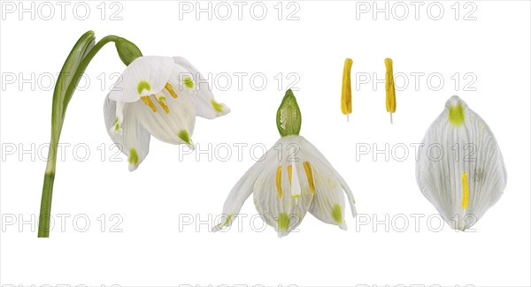 Spring snowflake (Leucojum vernum)