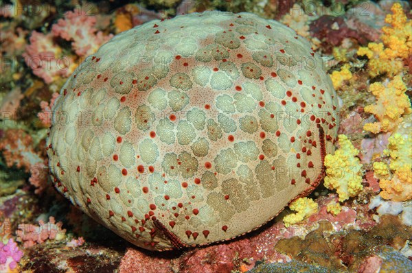 Spiny cushion star (Culcita novaeguineae)