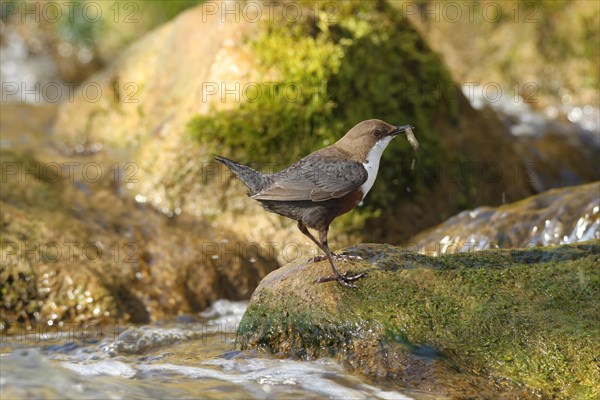 White breasted dipper (Cinclus cinclus) Old bird with stream fleas (Gammarus fossarum) in mountain stream